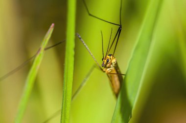 Çayırdaki bir bitkinin üzerindeki küçük sinek böceği.