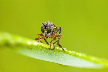 Çayırdaki bir bitkinin üzerindeki küçük sinek böceği.