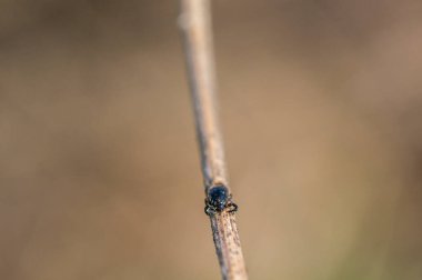 Çayırdaki bir bitkinin üzerinde küçük bir örümcek böceği