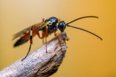 Çayırdaki bir bitkinin üzerinde küçük bir arı böceği.