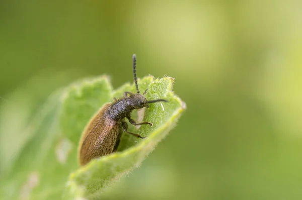 草原の植物に小さなカブトムシの昆虫 — ストック写真