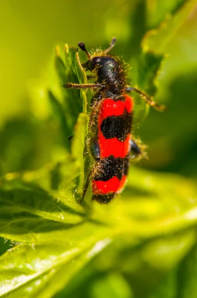 Kleines Käferinsekt Einer Pflanze Auf Der Wiese — Stockfoto