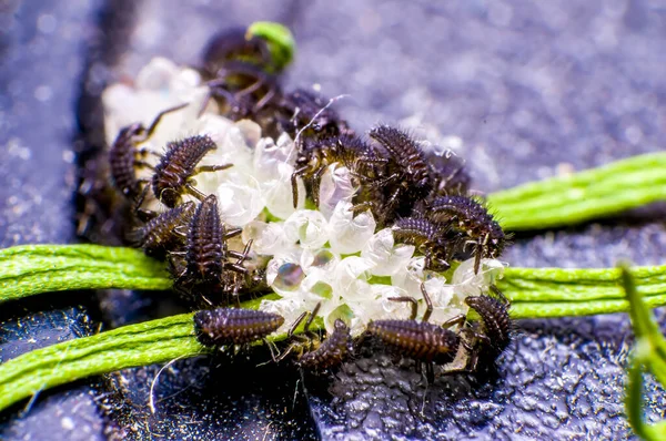 Pequeño Insecto Escarabajo Una Planta Los Prados — Foto de Stock