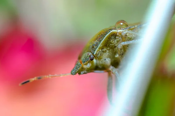 Kleine Kever Insect Een Plant Weilanden — Stockfoto