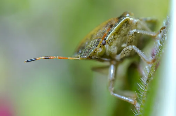 Malý Brouk Hmyz Rostlině Loukách — Stock fotografie