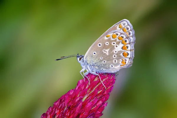 草地上植物上的小蝴蝶昆虫 — 图库照片