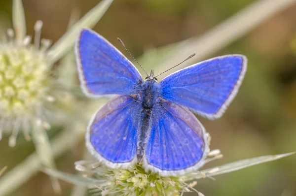 Petit Insecte Papillon Sur Une Plante Dans Les Prairies — Photo
