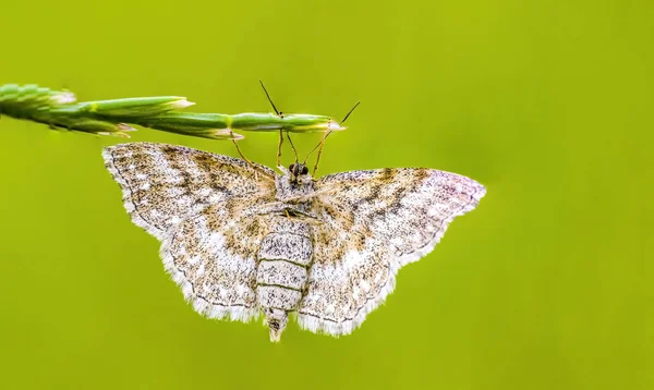 Petit Insecte Papillon Sur Une Plante Dans Les Prairies — Photo