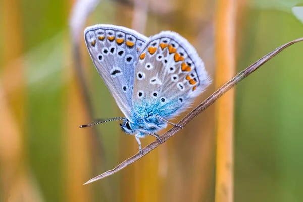 Çayırdaki Bir Bitkinin Üzerindeki Küçük Kelebek Böceği — Stok fotoğraf