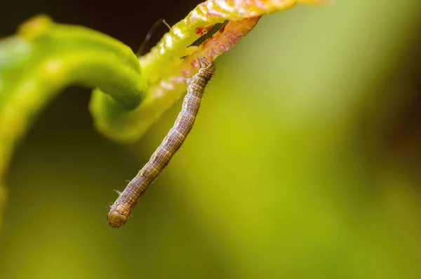 Kleine Rups Insect Een Plant Weiden — Stockfoto