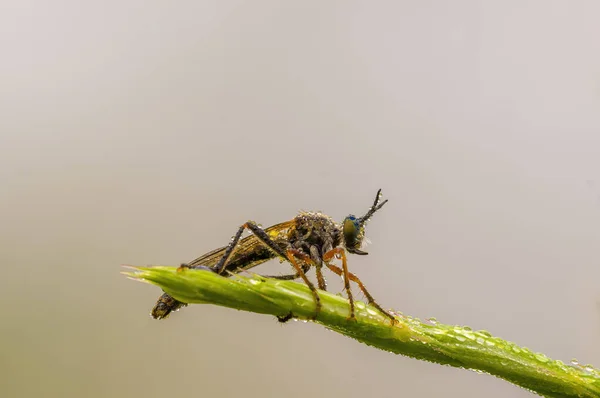 Malý Hmyz Rostlině Loukách — Stock fotografie