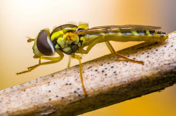 Μικρό Έντομο Μύγα Ένα Φυτό Στα Λιβάδια — Φωτογραφία Αρχείου