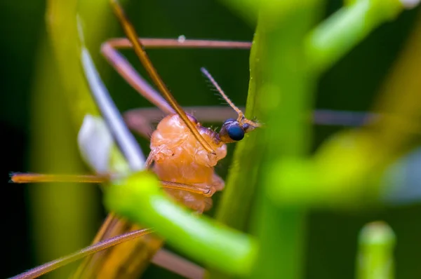 Kleine Vlieg Insect Een Plant Weilanden — Stockfoto