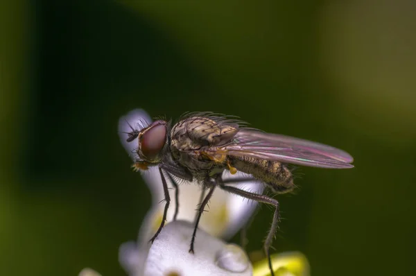Μικρό Έντομο Μύγα Ένα Φυτό Στα Λιβάδια — Φωτογραφία Αρχείου