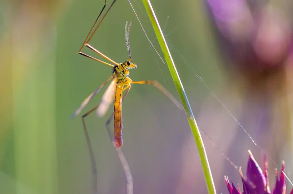 Kleine Vlieg Insect Een Plant Weilanden — Stockfoto