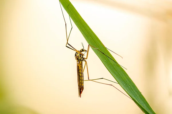 Petit Insecte Mouche Sur Une Plante Dans Les Prairies — Photo