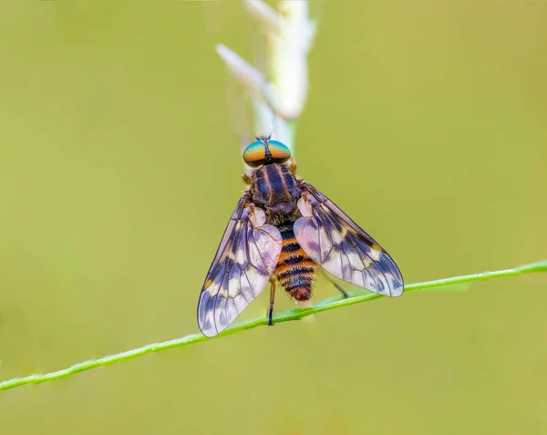 Kleines Fliegeninsekt Auf Einer Pflanze Auf Den Wiesen — Stockfoto