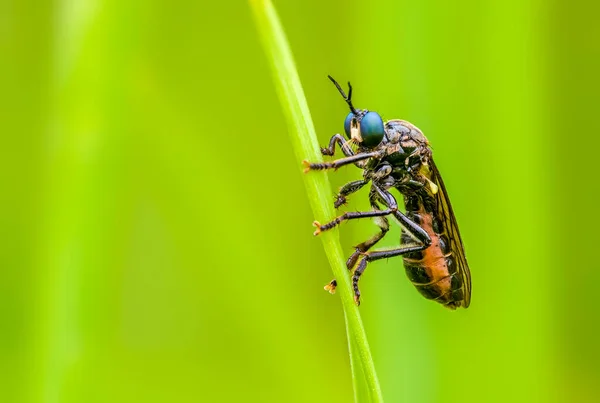 Kleines Fliegeninsekt Auf Einer Pflanze Auf Den Wiesen — Stockfoto