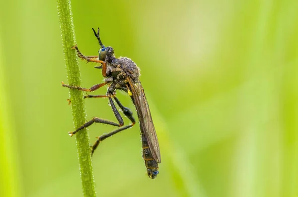 Petit Insecte Mouche Sur Une Plante Dans Les Prairies — Photo