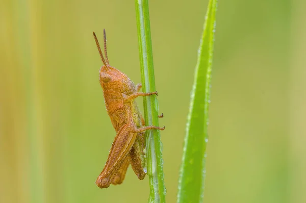 Malý Kobylka Hmyz Rostlině Loukách — Stock fotografie