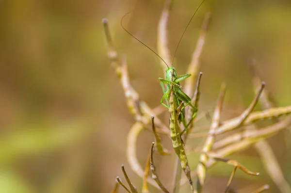 草原の植物に小さなバッタの昆虫 — ストック写真