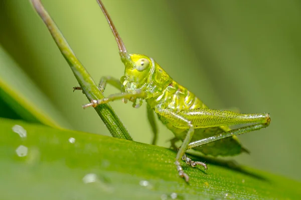 Pequeño Insecto Saltamontes Una Planta Los Prados — Foto de Stock