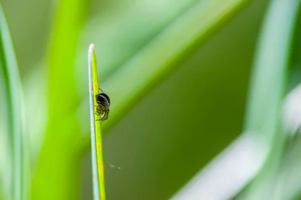 草地上植物上的小蜘蛛昆虫 — 图库照片