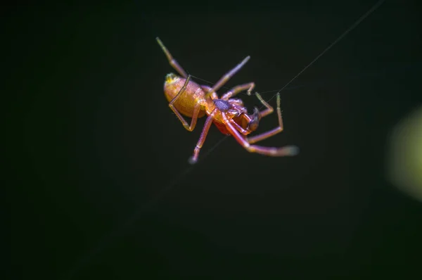 Pequeno Inseto Aranha Uma Planta Nos Prados — Fotografia de Stock