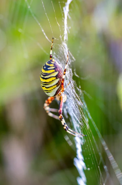 Petit Insecte Araignée Sur Une Plante Dans Les Prairies — Photo