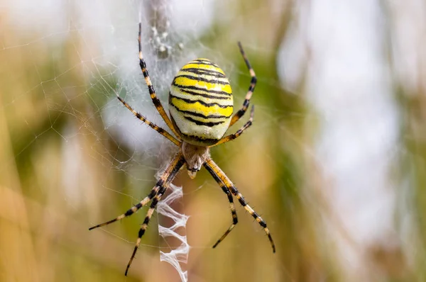 Kleines Spinneninsekt Auf Einer Pflanze Auf Der Wiese — Stockfoto