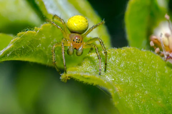 Kleines Spinneninsekt Auf Einer Pflanze Auf Der Wiese — Stockfoto