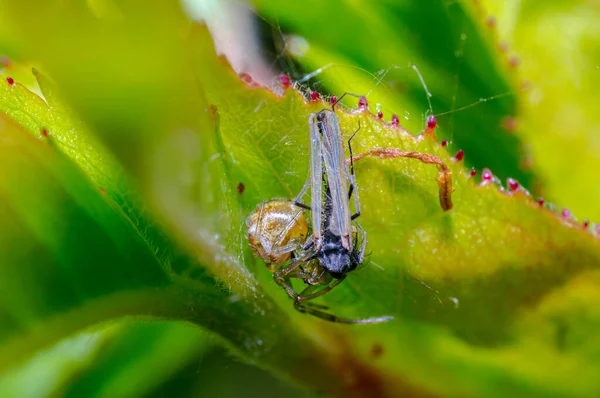 Liten Spindelinsekt Växt Ängarna — Stockfoto