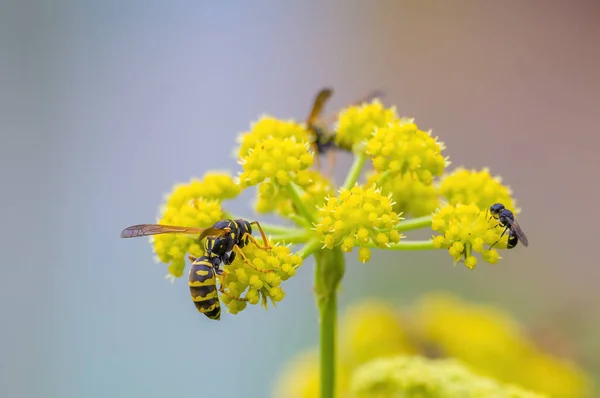 草原の植物に小さなスズメバチの昆虫 — ストック写真
