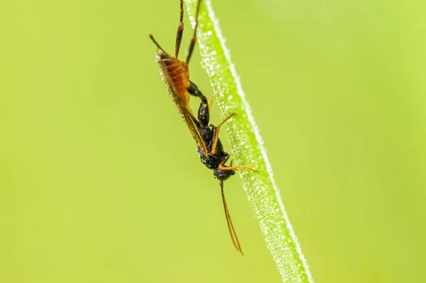 Kleines Wespeninsekt Auf Einer Pflanze Auf Der Wiese — Stockfoto