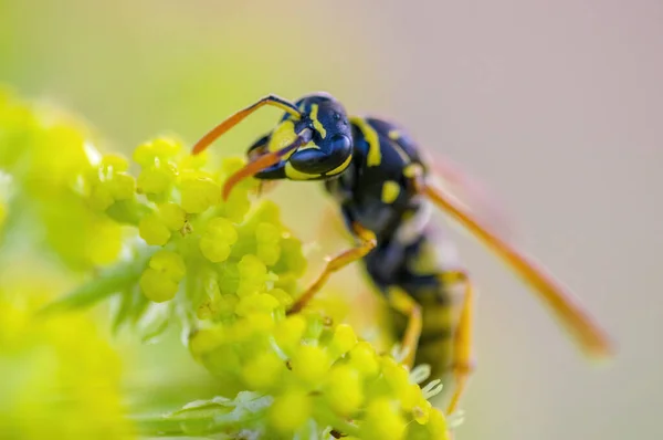 草地上植物上的小黄蜂昆虫 — 图库照片