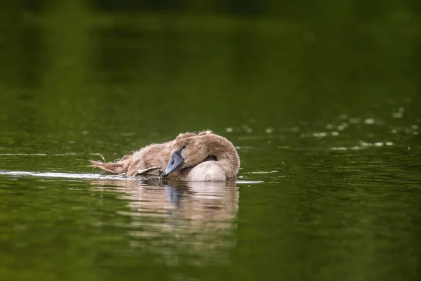 Молодой Лебедь Элегантно Плавает Пруду — стоковое фото