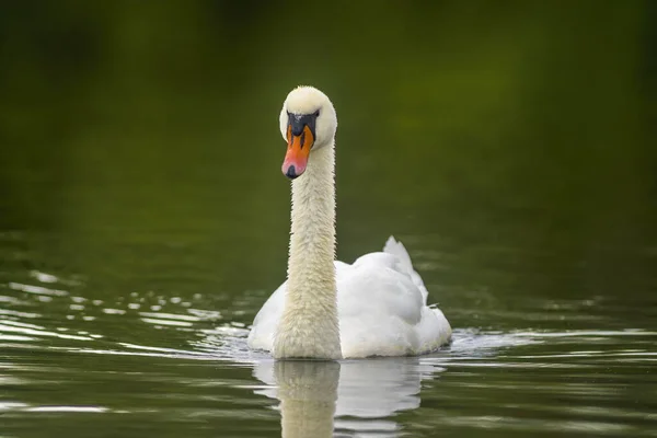 Cisne Jovem Nada Elegantemente Lagoa — Fotografia de Stock