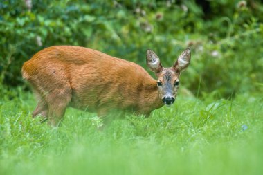 Yeşil çayırda genç bir dişi geyik.