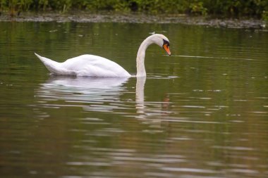 Genç bir kuğu gölde zarif bir şekilde yüzer.
