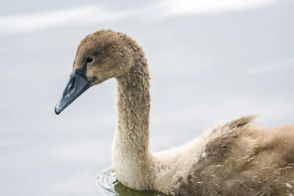 Ein Junger Schwan Schwimmt Elegant Auf Dem Teich — Stockfoto