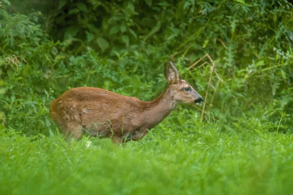 Young Female Deer Green Meadow — Stock Photo, Image