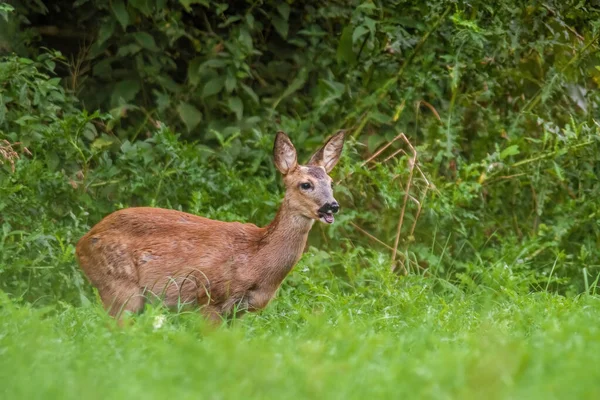 Een Jong Vrouwelijk Hert Groene Weide — Stockfoto