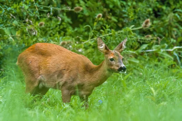 一只年轻的母鹿在绿色的草地上 — 图库照片