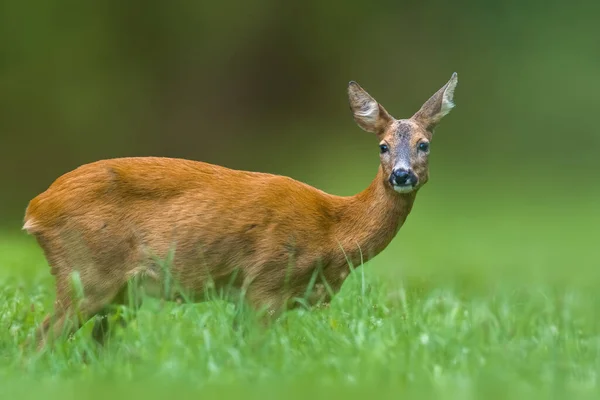 Een Jong Vrouwelijk Hert Groene Weide — Stockfoto