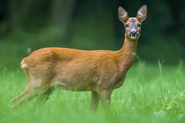 Young Female Deer Green Meadow — Stock Photo, Image