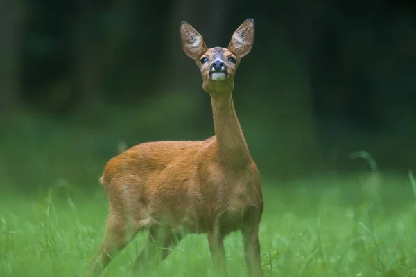 Young Female Deer Green Meadow — Stock Photo, Image