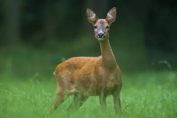 一只年轻的母鹿在绿色的草地上 — 图库照片