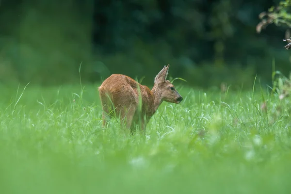Young Female Deer Green Meadow — Stock Photo, Image