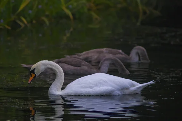 Jeune Cygne Nage Élégamment Sur Étang — Photo