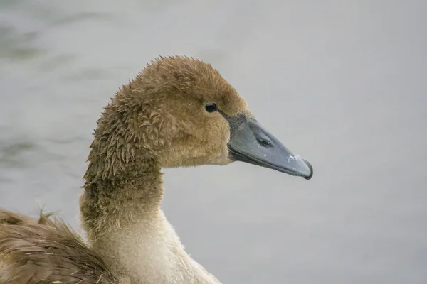 Ein Junger Schwan Schwimmt Elegant Auf Dem Teich — Stockfoto